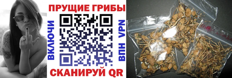 Купить  Сим  Псилоцибиновые грибы MAGIC MUSHROOMS 